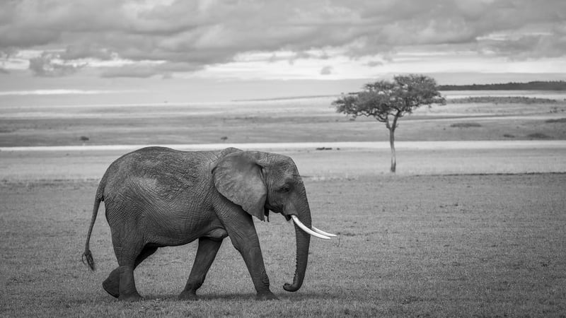 Exploring Africa